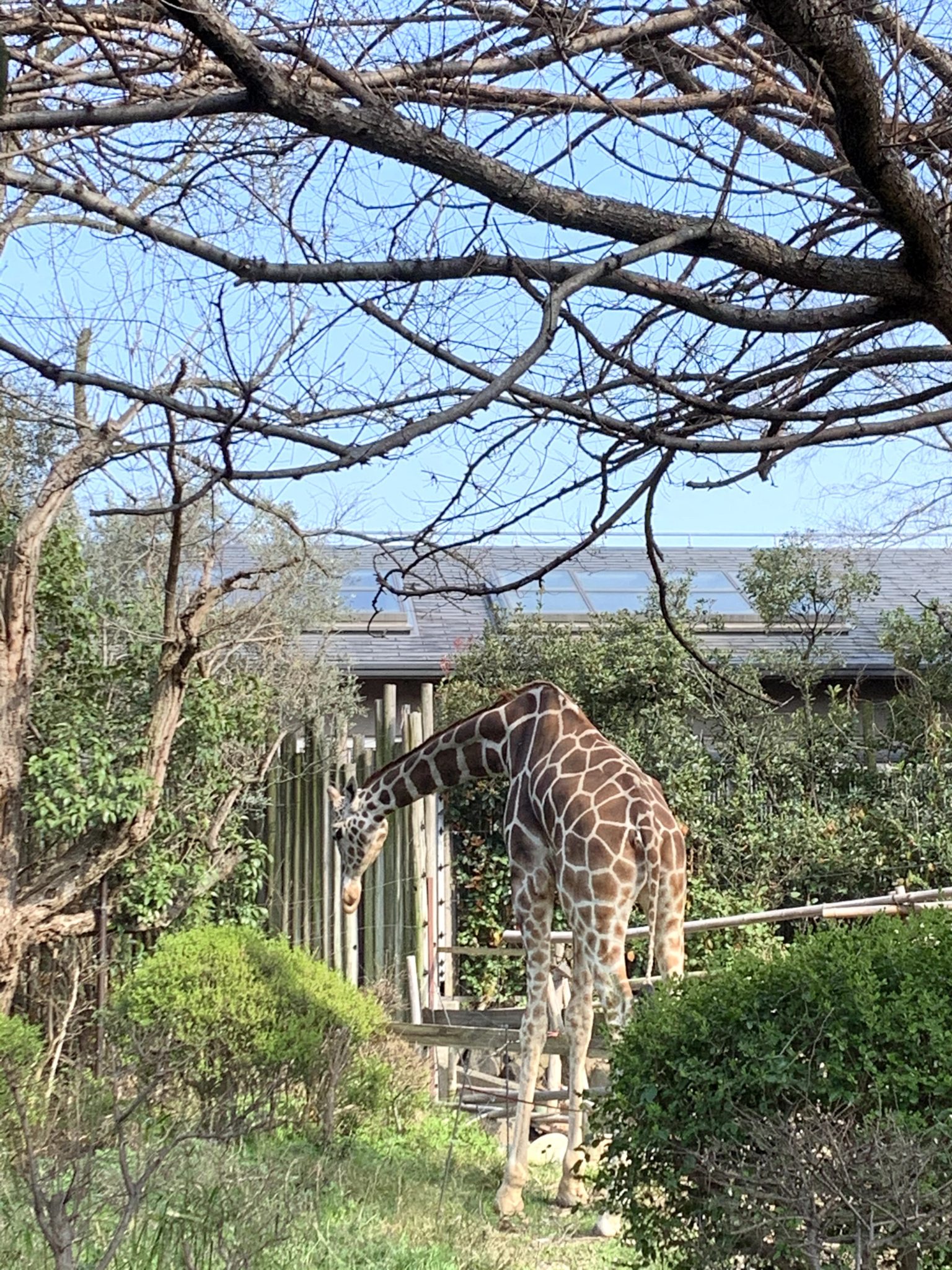 行ってみた！天王寺動物園 2021年3月新しくなった動物園の魅力を徹底解説！！ | よぴ?ぶろぐ